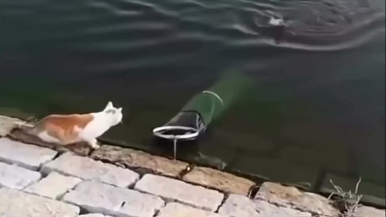 Naughty Animals
