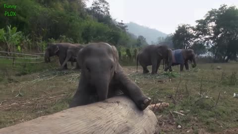 Most Funny and Cute Baby Elephant Videos Compilation