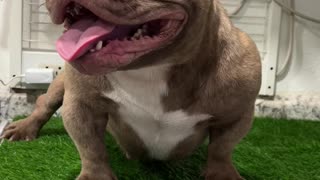 Super small American bully