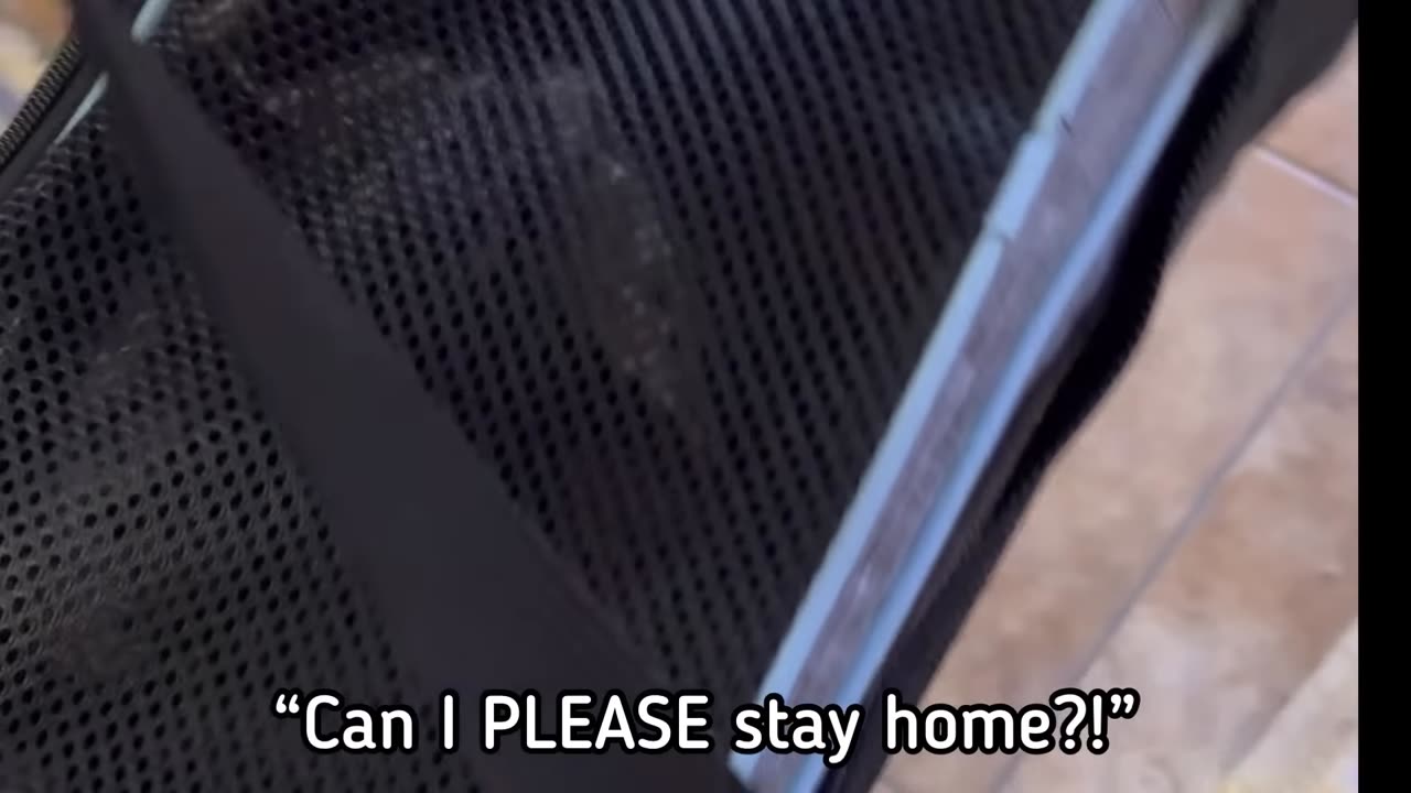 Talking Cat The Penny Cat #cat #viral #foryou