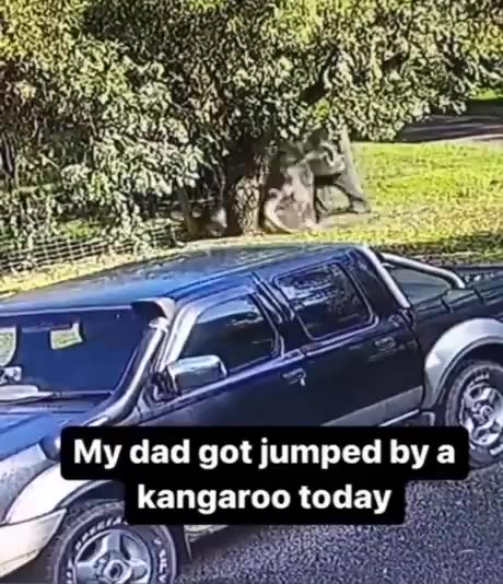 Kangaroo attack