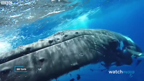 Top 10 Animals Who Saved People's Lives