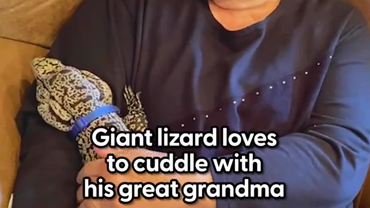 Giant lizard runs to greet his dad when he gets home and loves riding shotgun 💚