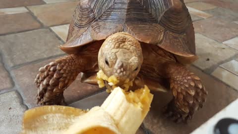 Sulcata Tortoise Eating Banana (Sulaiman) - Hand Feeding-17