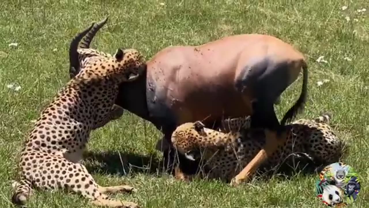 Scary moments of wild animals