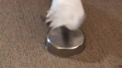 Funny animals - Funny cats _ dogs - Funny animal videos PART 11