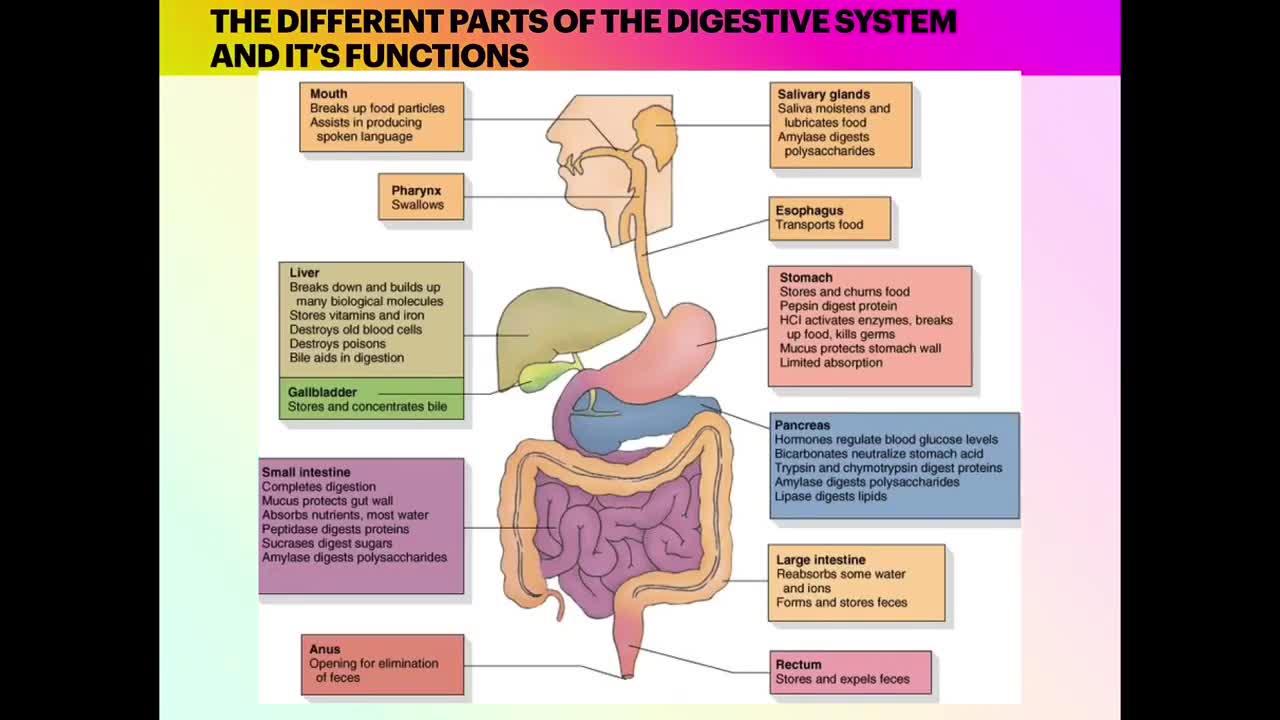 The digestive system (Anatomy review )