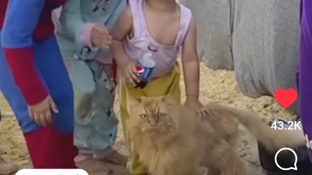 Gaza Cat's Are Heroes