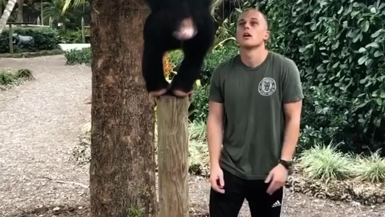 Funny chimp at zoo