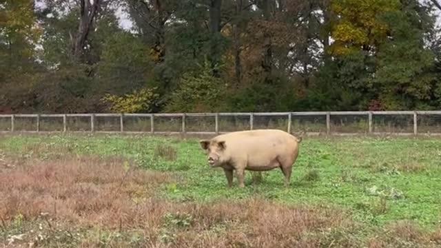 Petunia!!!!