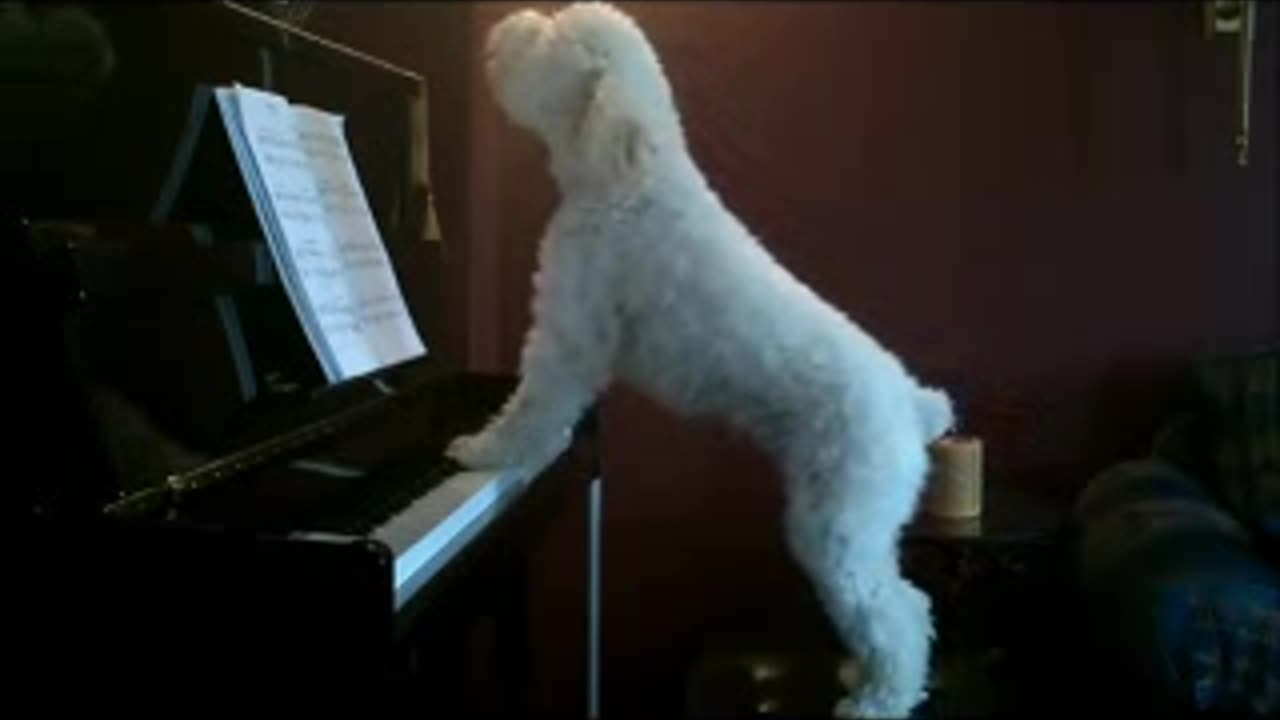 The Dog Pianist