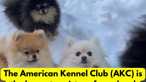 The American Kennel Club (AKC) #dogfacts #dogowner #doglover