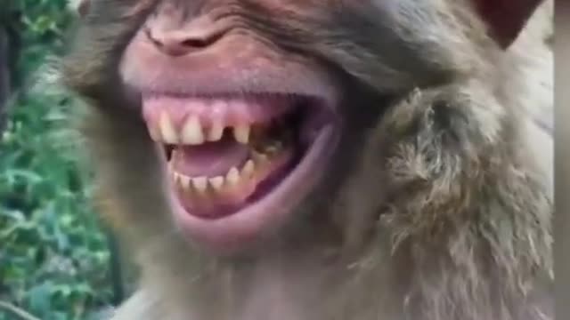 Mankey laughing like human....viral video