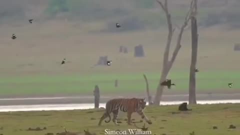 Wildlife in closer view with a natural perspective.