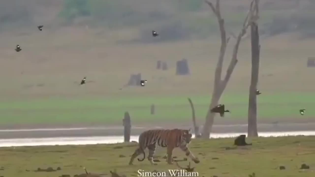 Wildlife in closer view with a natural perspective.