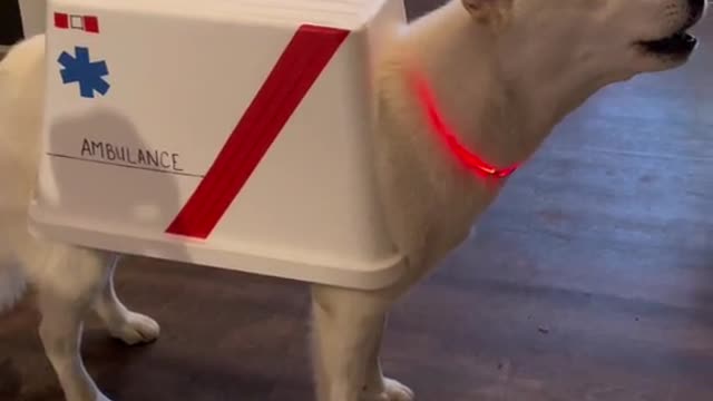 A dog carrying a first-aid kit