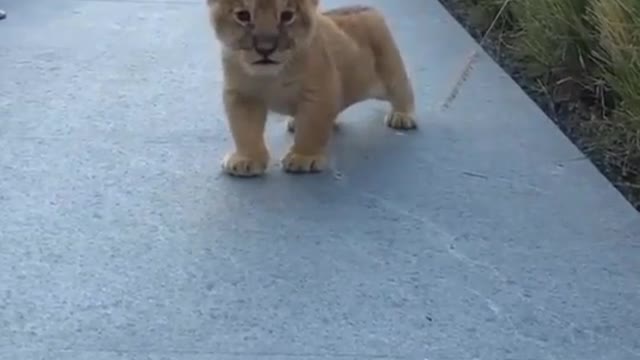 Baby lion is walking with a happy heart, verry cute!!