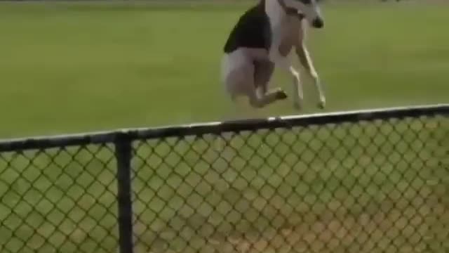 .A dog that likes jumping and adventure.