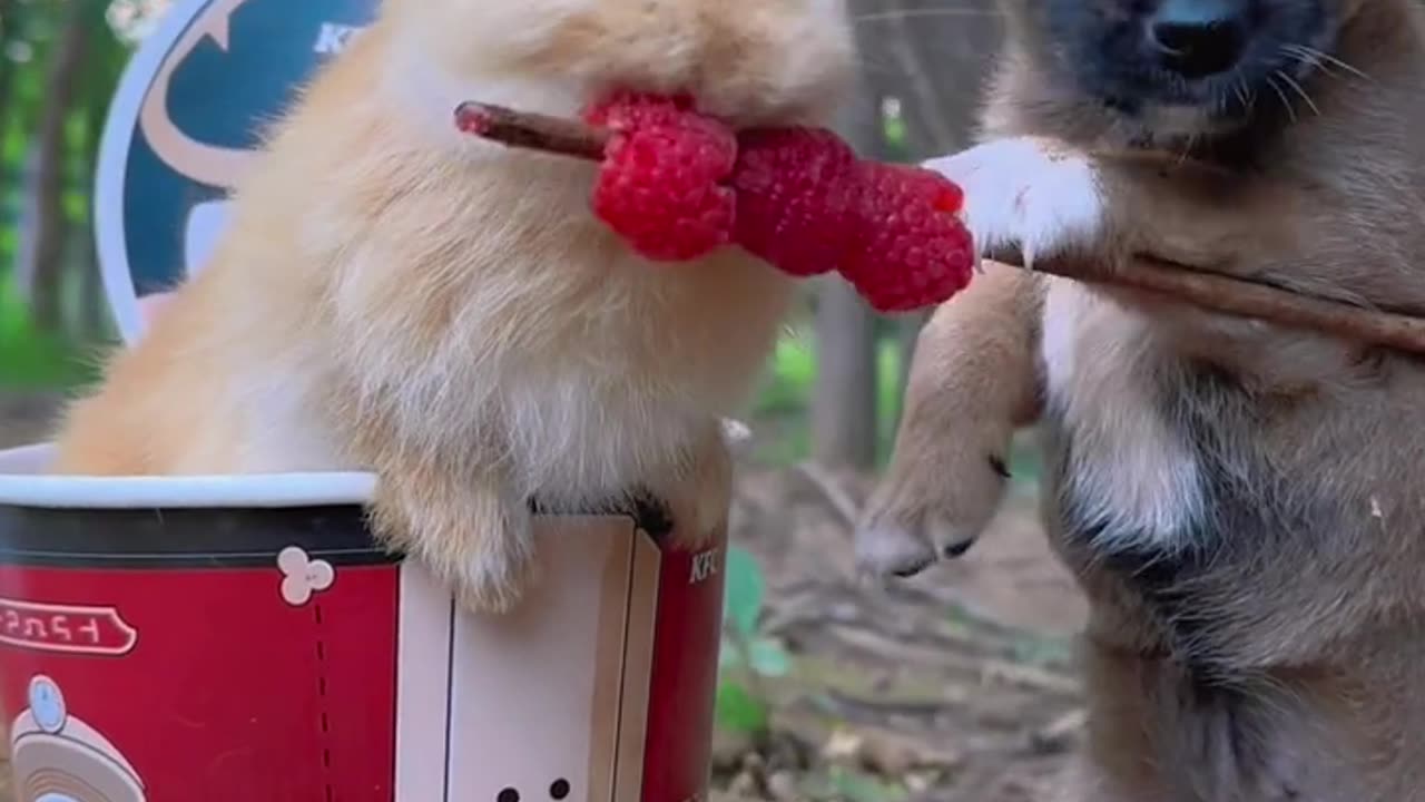 Funny videos 😂