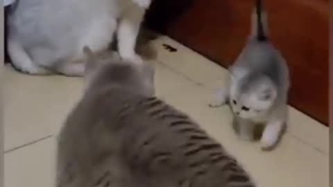 Cute cats fight and cat baby