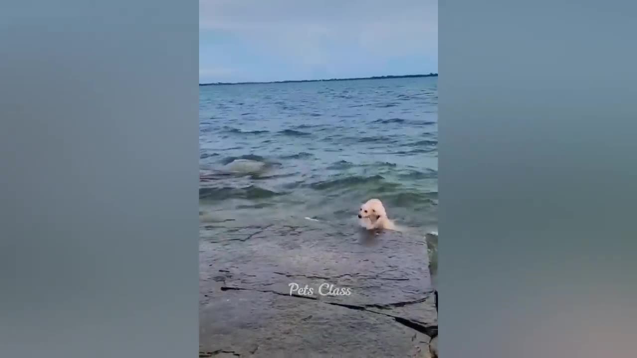 Funny Animals