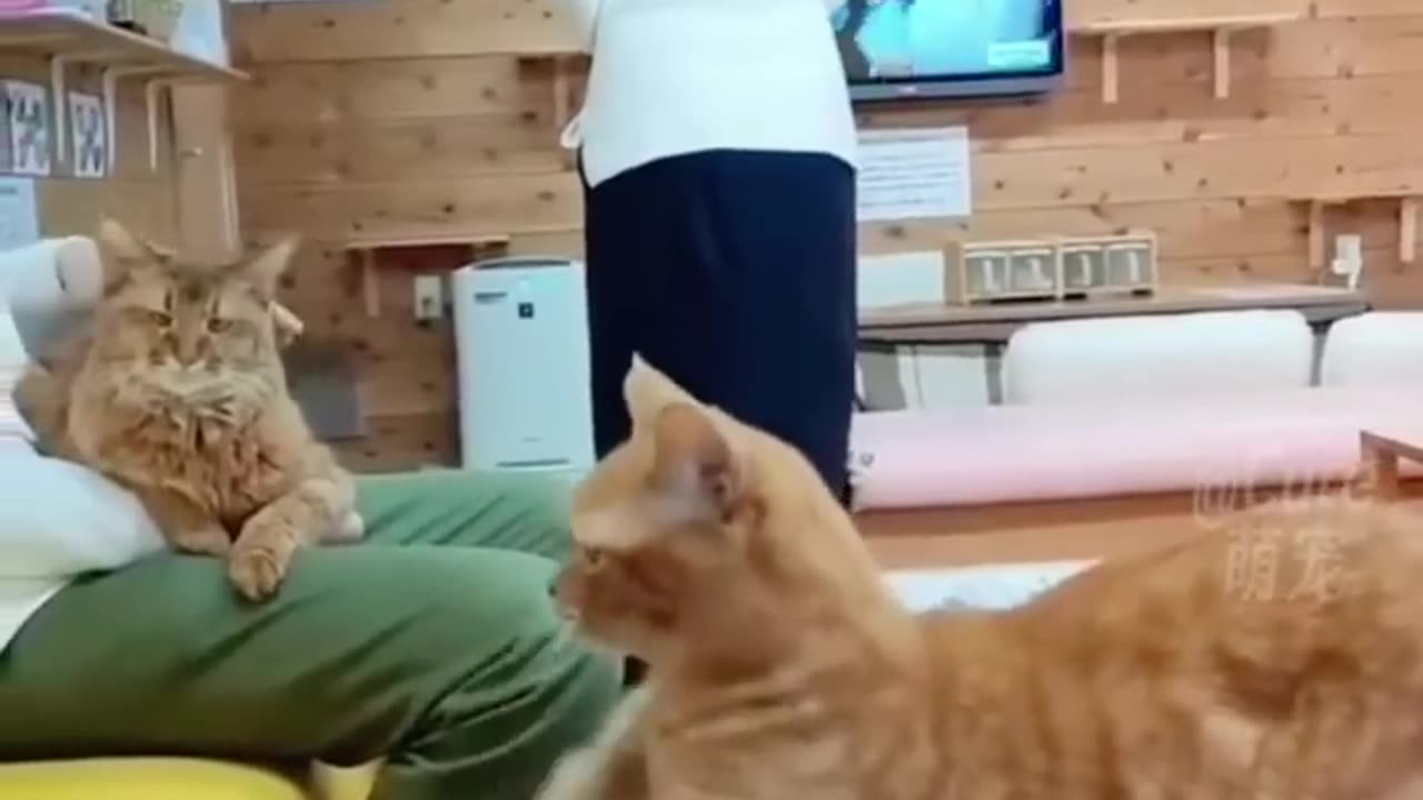 Funny cat