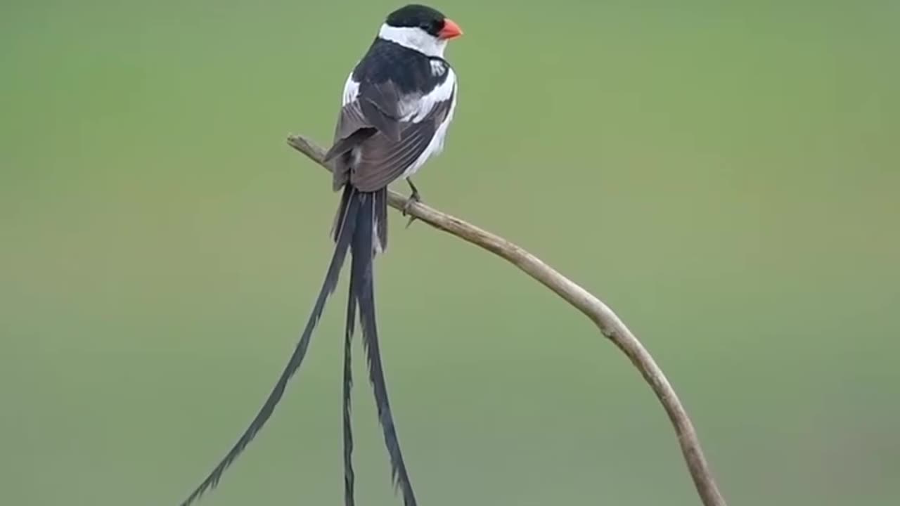 Beautiful birds