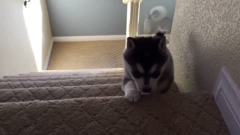 dog falling down the stairs