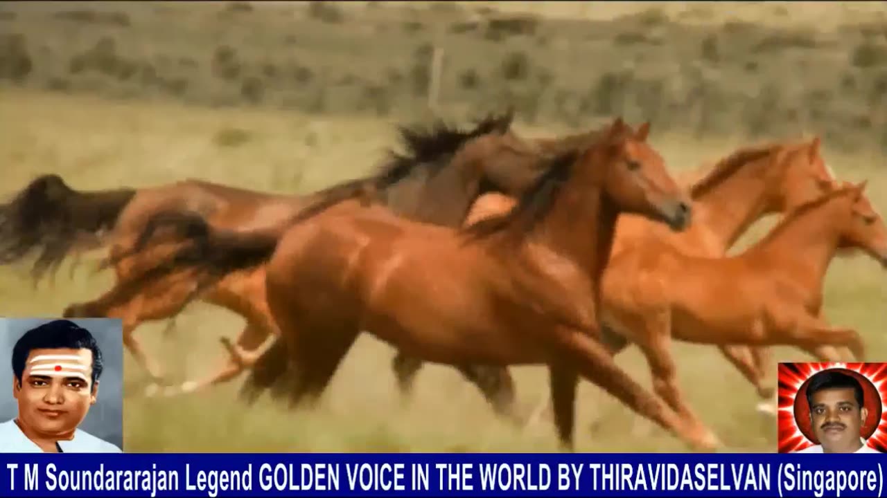 Old Is Gold (evergreen) T M Soundararajan Legend Vol 234 Horse Song 7