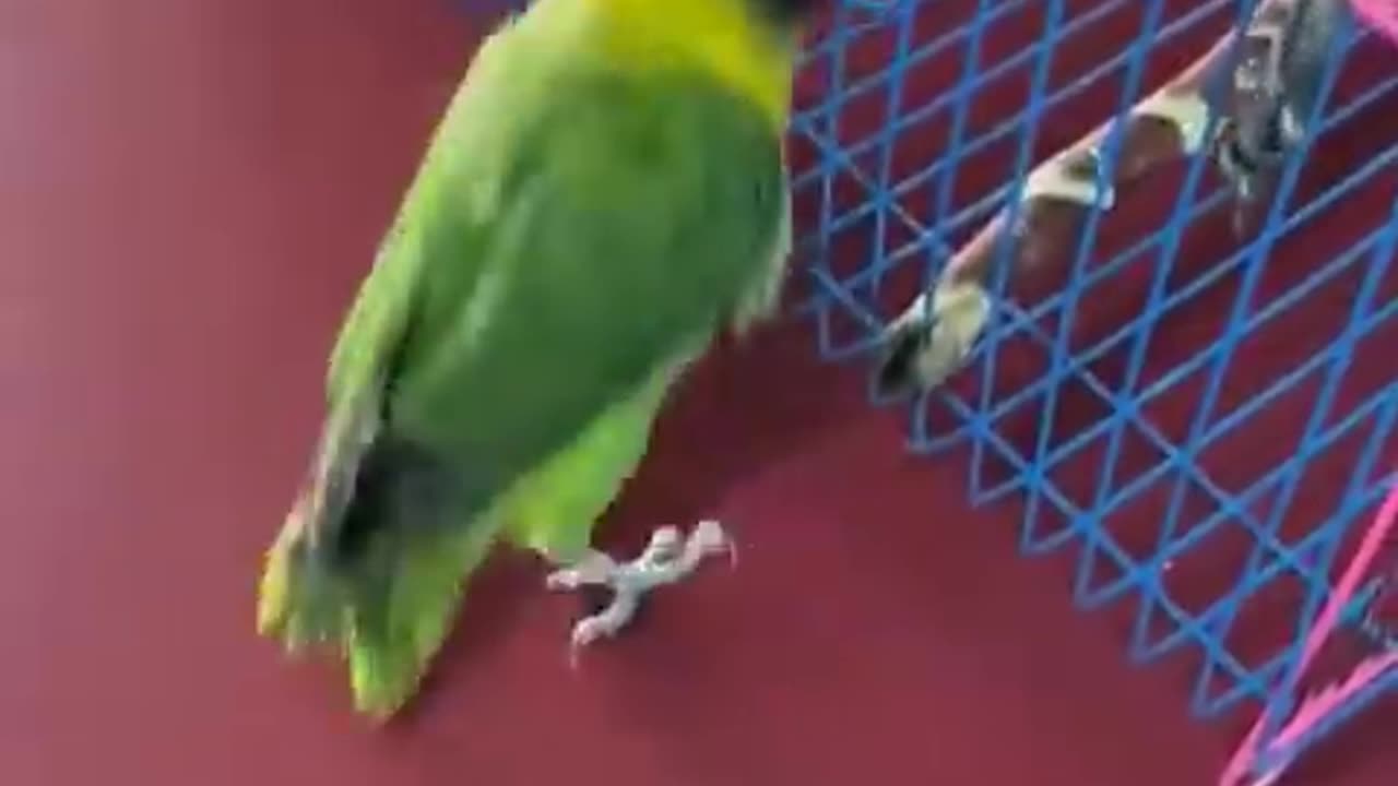 Smart parrot play