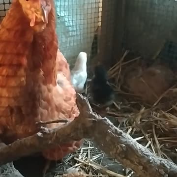 Goldi and baby chicken 🐔💚🐤🤍🐤