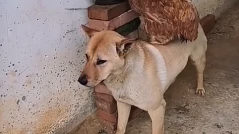 Caring animals looking out for each other