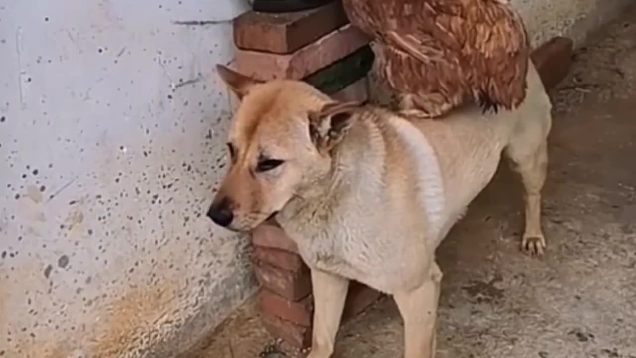 Caring animals looking out for each other