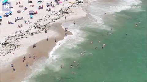 swimming is BANNED on parts of Nantucket after two bloodthirsty sharks were seen