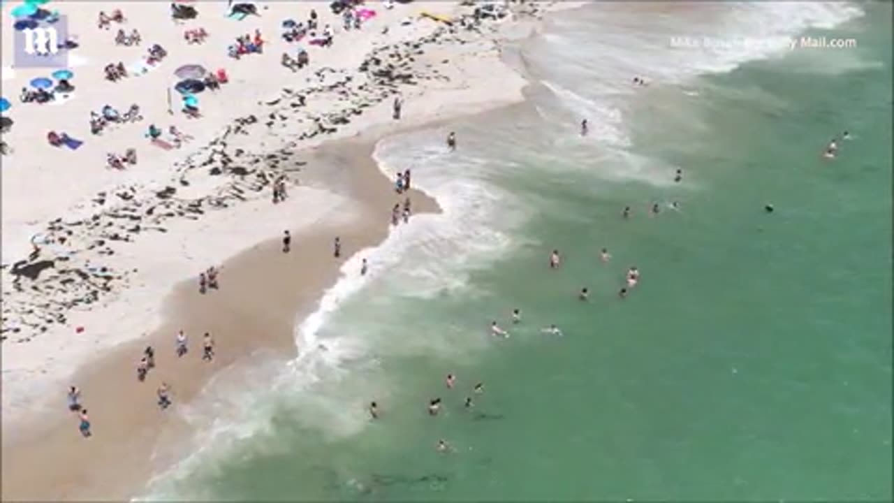 swimming is BANNED on parts of Nantucket after two bloodthirsty sharks were seen