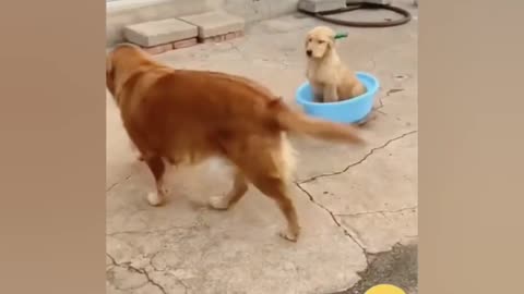 Funny Animal Video