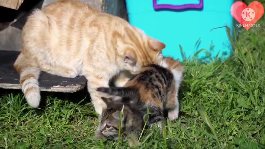 Cute baby cat is playing with it's mother's