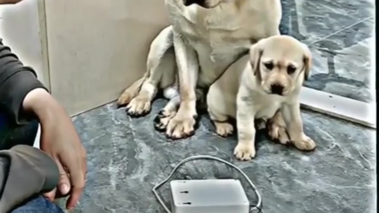 How Dog Protecting Her Baby Dog. Cute dog love for puppy