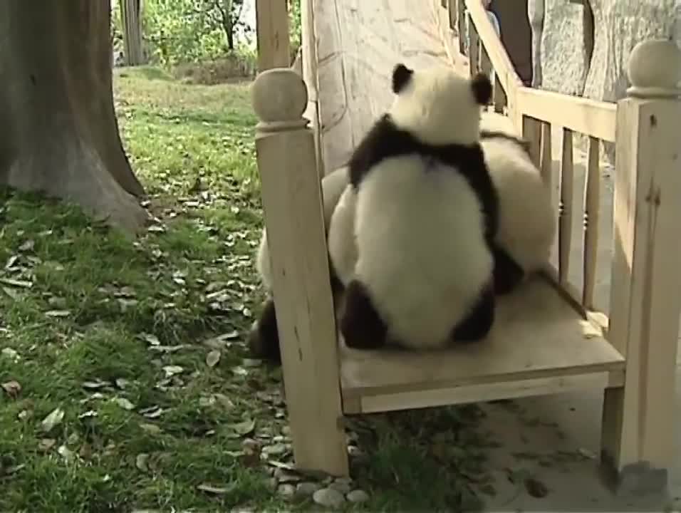 Cute pandas playing on the slide