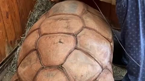 Tortue géante