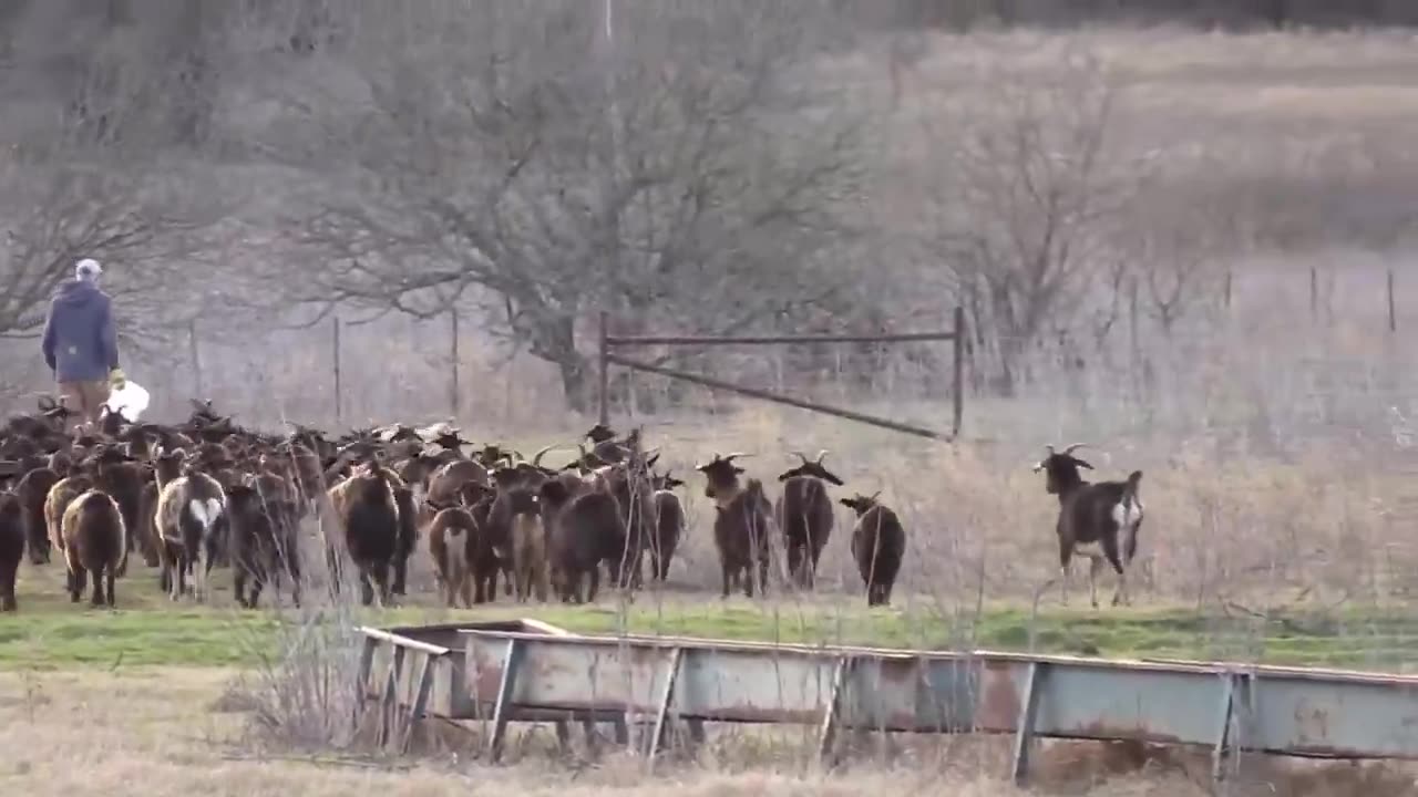 How American Farmers Raise Millions Of Poultry In The Pasture - Chicken Farming