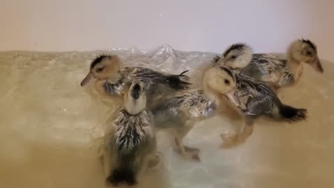 2 week ducklings swimming