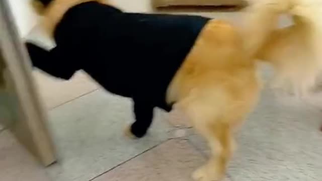 Thief Dog😆😅🤣🤣