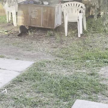 Bird asking for help