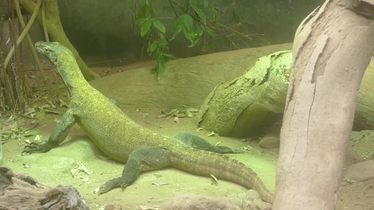 Komodo Dragon is reclassified to endangered