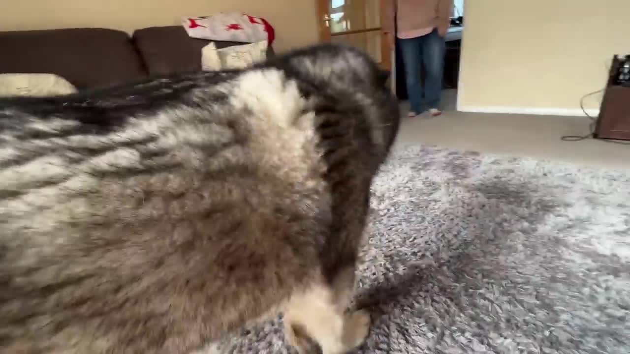 The Cute Different Ways My Husky Greets Me!