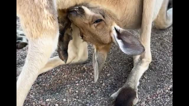 The baby kangaroo grew up