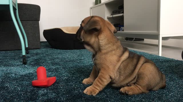 The cutest rolls and face in the world