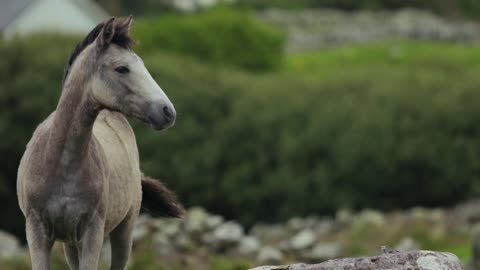 Horse&healing