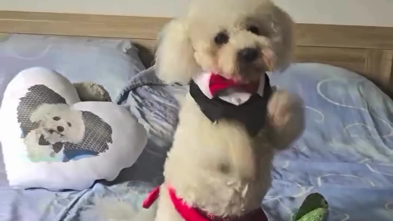 Bazende hayatın size gösterdiği yoldan gitmek gerekir.. Tıpkı bu poodle bebeğin yaptığı gibi 😊😊😊😊